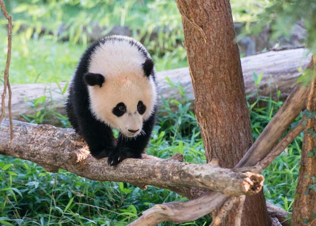 Pao Pao panda