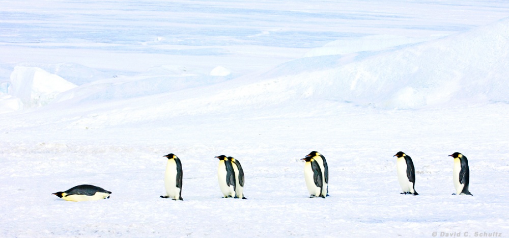 Pingvinek