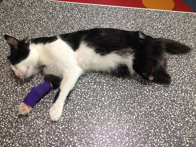 Bionikus művégtagokat kapott egy macska