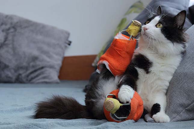 Bionikus művégtagokat kapott egy macska