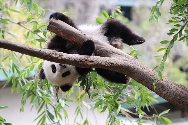 Ragaszkodó panda