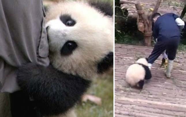 Ragaszkodó panda