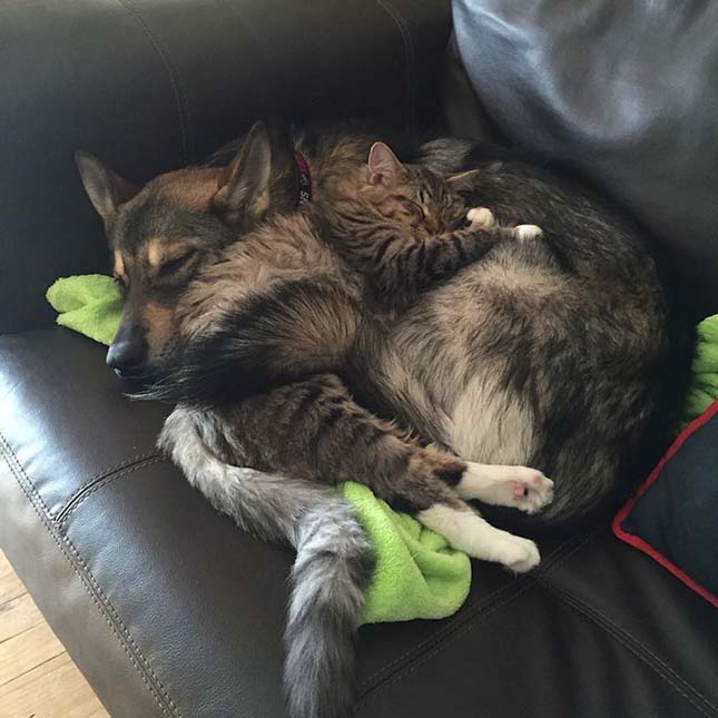 RKutya macska barátság