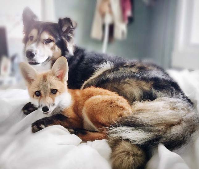 Róka és kutya barátsága