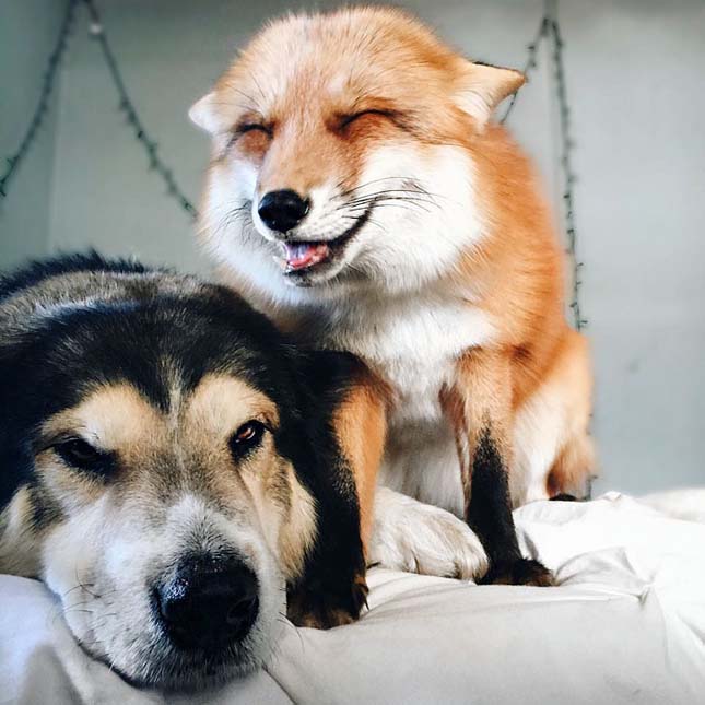 Róka és kutya barátsága