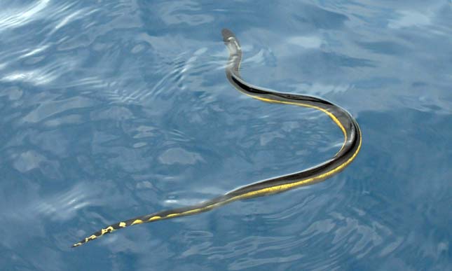 Sárgahasú tengerikígyó