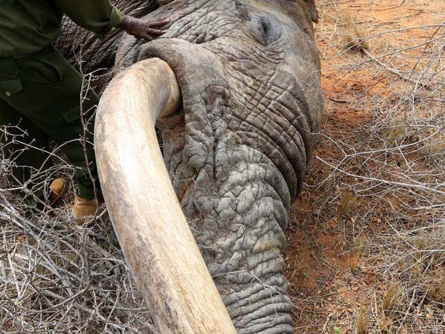 Mérgezett nyíllal meglőtt elefántok