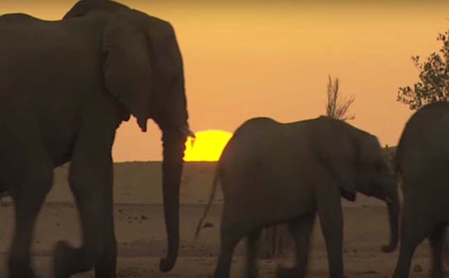 Sivatagi elefántok