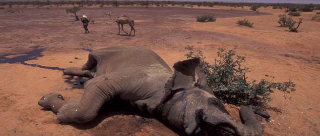 Sivatagi elefántok