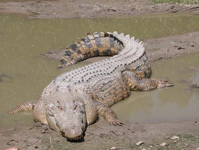 Sósvízi krokodil