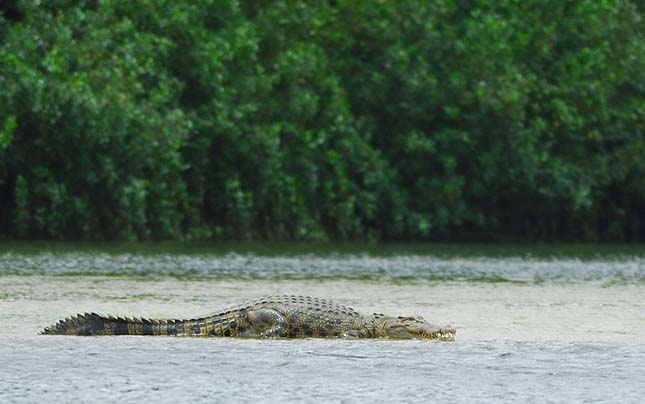 Sósvízi krokodil