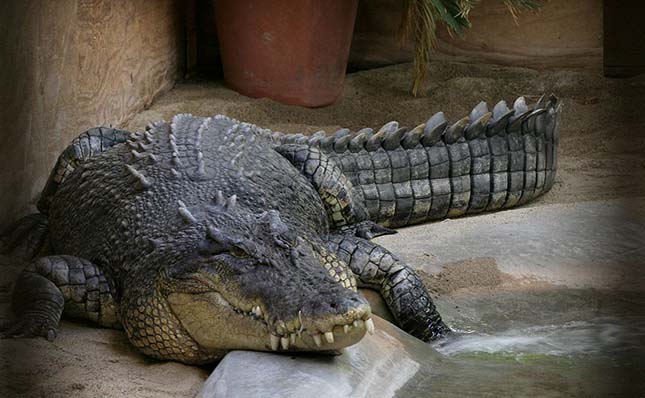 Sósvízi krokodil