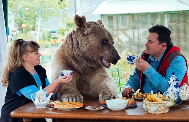 23 éveél egy családdal a szelíd medve
