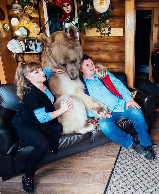 23 éveél egy családdal a szelíd medve