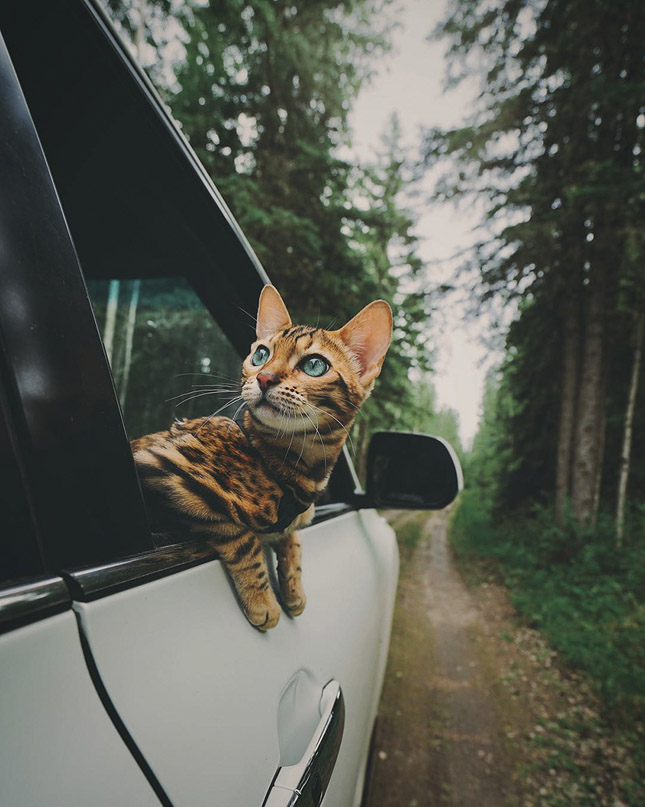 Suki, az utazó macska