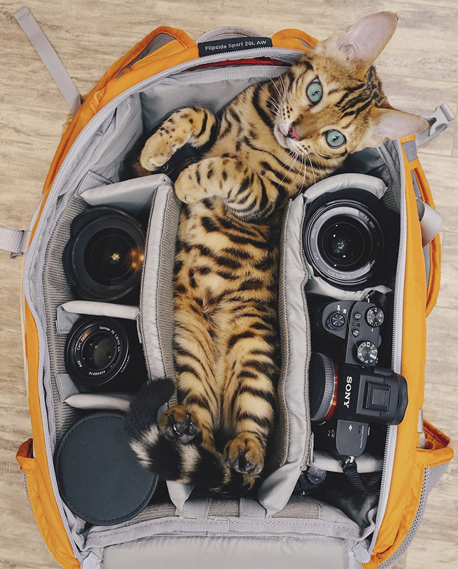 Suki, az utazó macska