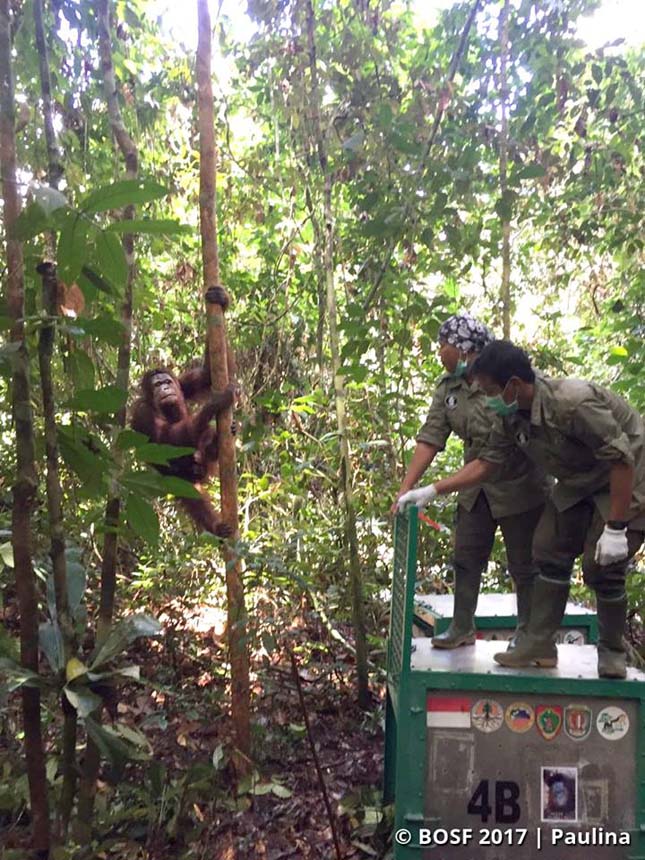 Veszélyeztetett orangutánokat engedtek szabadon