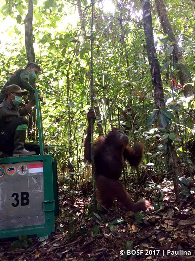 Veszélyeztetett orangutánokat engedtek szabadon