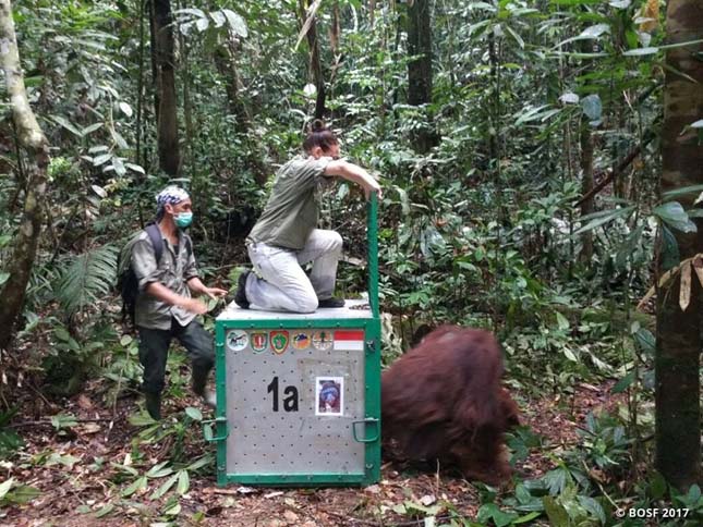 Veszélyeztetett orangutánokat engedtek szabadon