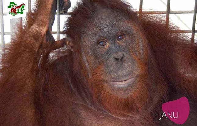 Veszélyeztetett orangutánokat engedtek szabadon