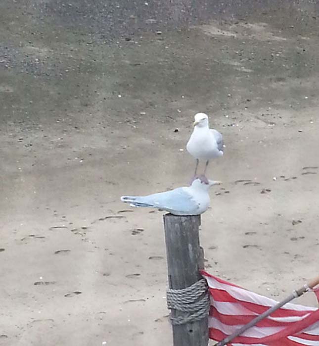 Ezek az álltok egy kicsit sem zavartatják magukat