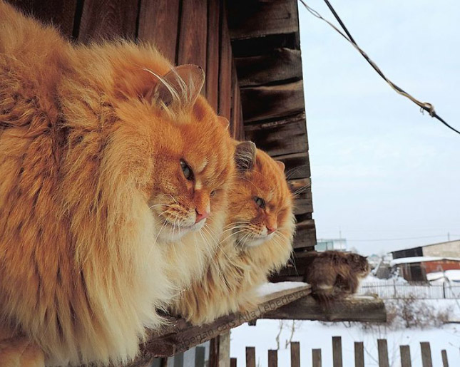 Macskák veték át a hatalmat egy szibériai tanyán