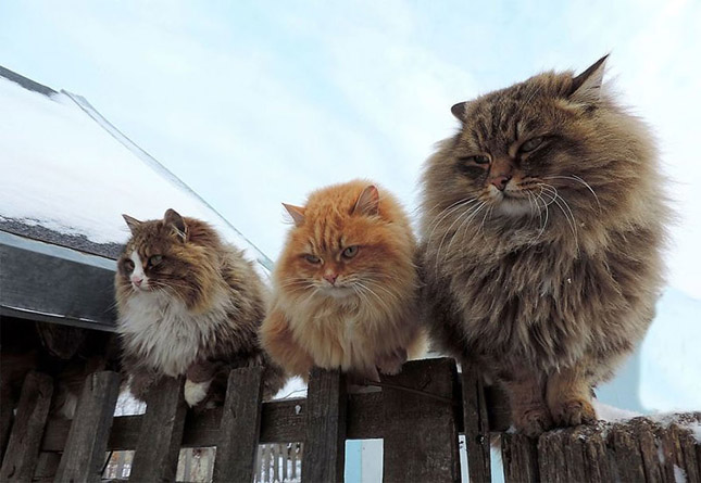 Macskák veték át a hatalmat egy szibériai tanyán