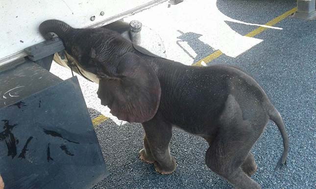 Teherautó sofőrök mentették meg a magányosan kóborló kiselefántot