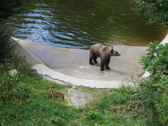 Rókával barátkoznak a kiszabadított medvék