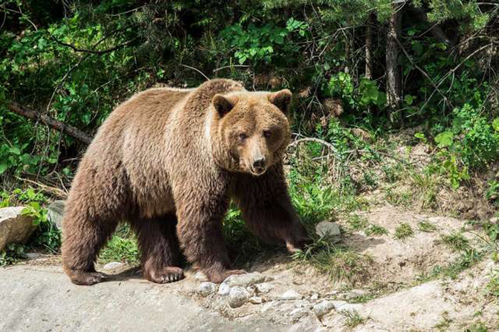 Rókával barátkoznak a kiszabadított medvék