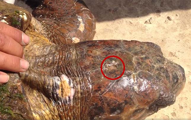 Majdnem meghalt a teknős a turisták miatt