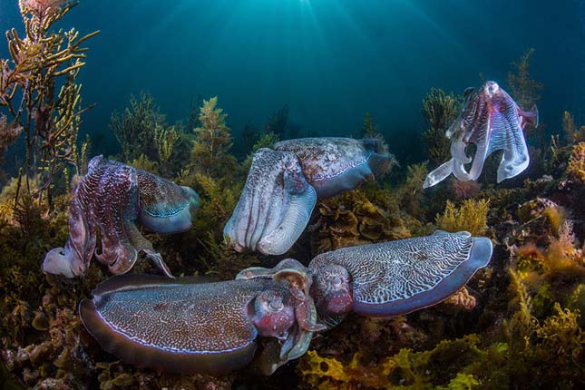 Wildlife Photographer of the Year