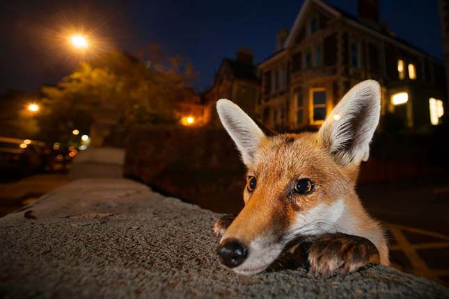 Wildlife Photographer of the Year