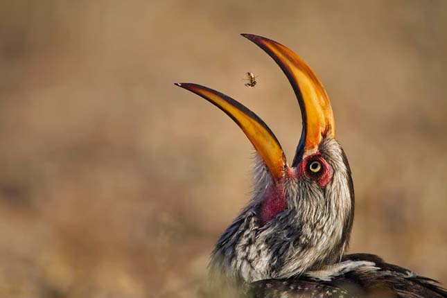 Wildlife Photographer of the Year