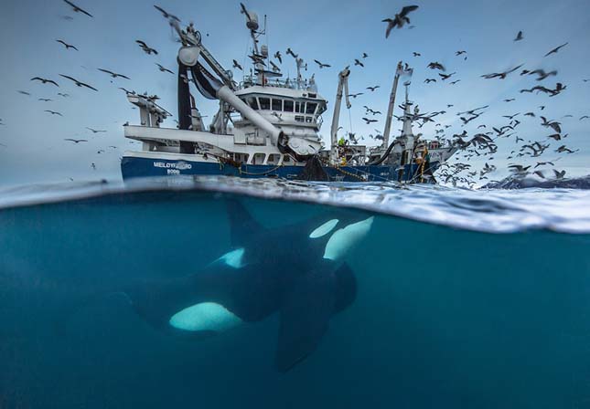 Wildlife Photographer of the Year