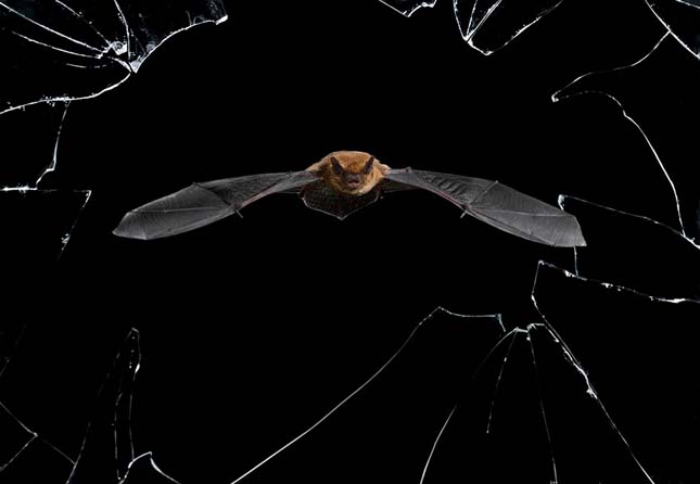 Wildlife Photographer of the Year