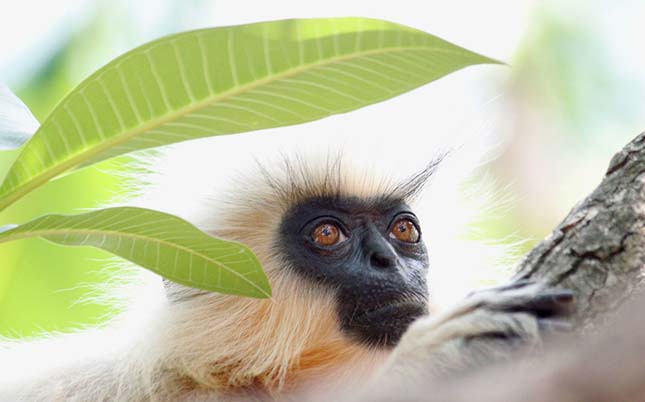 Wildlife Photographer of the Year