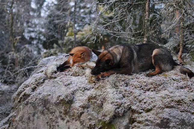 A kutya és a róka barátsága