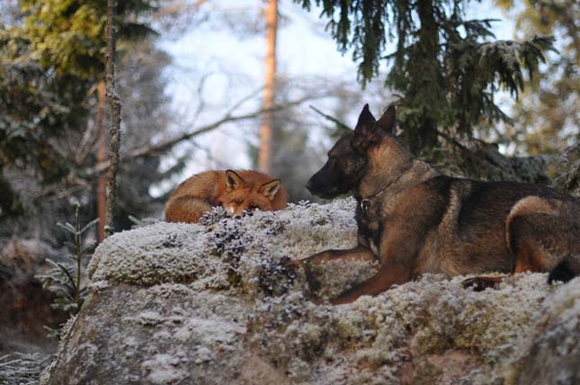 A kutya és a róka barátsága
