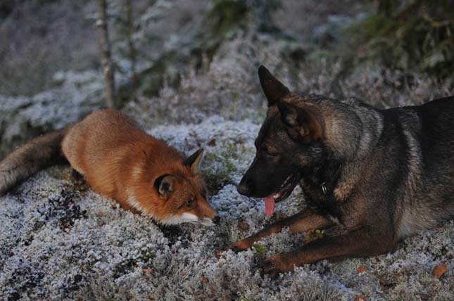 A kutya és a róka barátsága