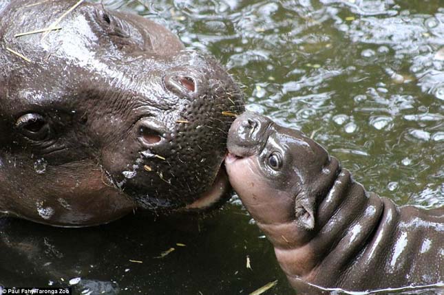 Törpe víziló született egy ausztrál állatkertben