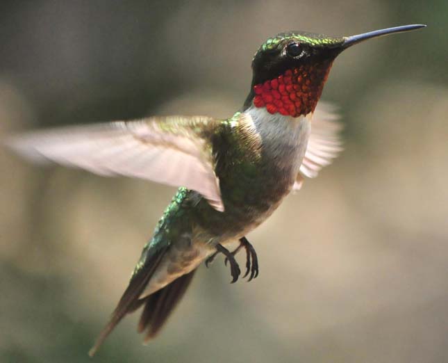 Tüzestorkú kolibri