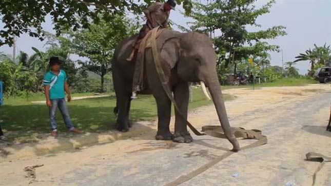 Indonéziai elefántok