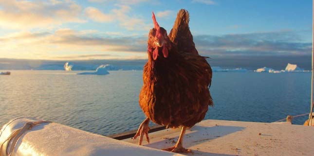 yúkkal hajózza körbe a világot