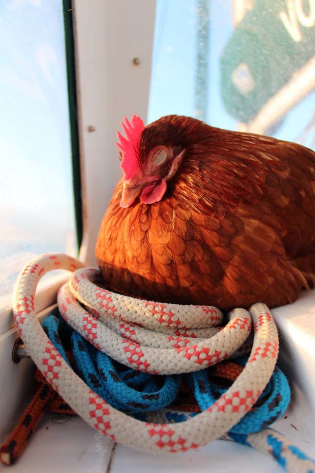 yúkkal hajózza körbe a világot