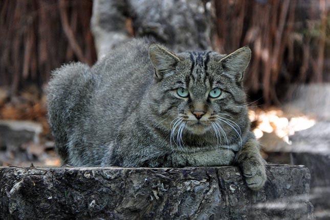 Európai vadmacska - Felis silvestris