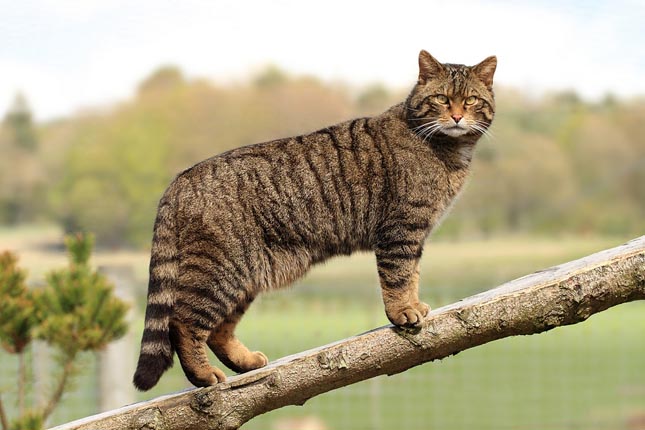 Európai vadmacska - Felis silvestris