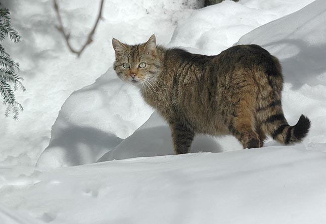 Európai vadmacska - Felis silvestris