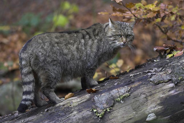 Európai vadmacska - Felis silvestris