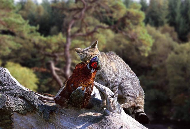 Európai vadmacska - Felis silvestris